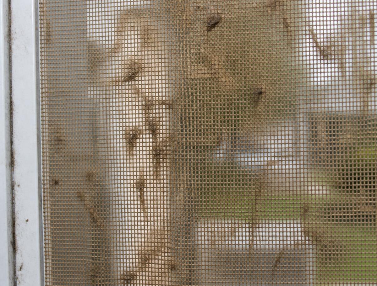 Window screen clogged with dust and pollen before screen cleaning